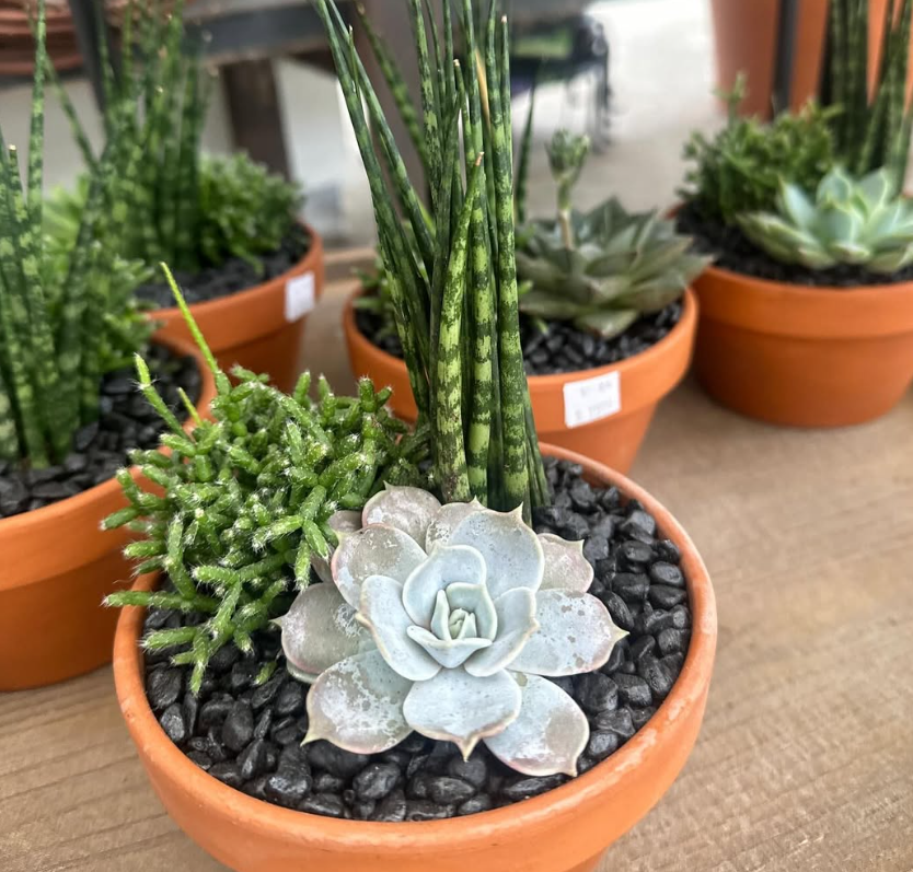Succulents 101